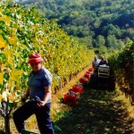 La vendemmia