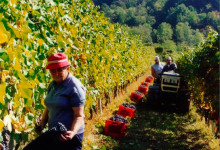 La vendemmia